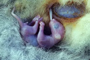 Vulpecula: Common Brush-tail Possum - Pouch Embryo