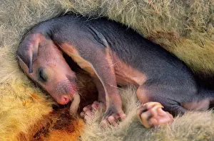 Vulpecula: Common Brush-tail Possum - Pouch Embryo