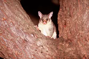 Tasmania: Common Brush-tail POSSUM - sitting in tree fork