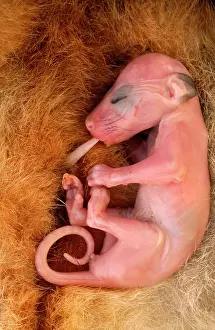 Teets: Common Brush-tail Possum - Young baby suckling