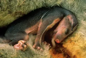 Teets: Common Brushtail Possum - young in pouch, fur beginning
