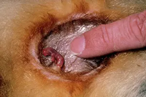 Vulpecula: Common Brushtail Possum - young in pouch with finger