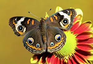 Coenia: Common Buckeye