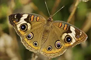 Coenia: Common Buckeye