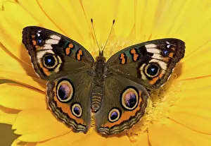 Peacock: Common Buckeye Butterfly