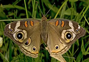 Coenia: Common Buckeye Butterfly - mating pair