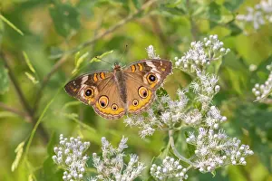 Nectaring: Common Buckeye on Common Boneset