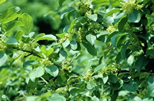 Buckthorn: Common BUCKTHORN
