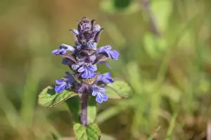 Reptans: Common Bugleweed