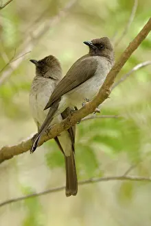 Riverine: Common Bulbul