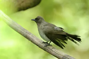 Riverine: Common Bulbul