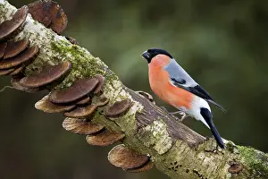 Cardueline: Common Bullfinch, Eurasian Bullfinch (Pyrrhula pyrrhula)
