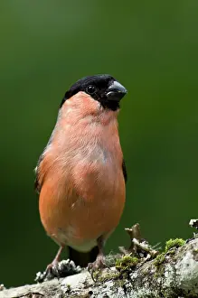 Tuvesj N: Common Bullfinch (Pyrrhula pyrrhula). Tuvesj n