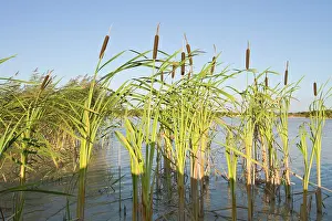 Cattail: Common Bulrush