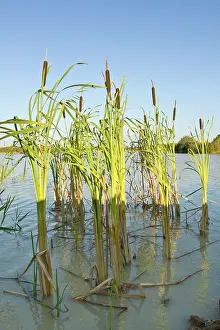 Cattail: Common Bulrush