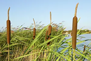 Cattail: Common Bulrush