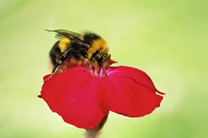 Bumblebees: Common Bumblebee - collecting pollen