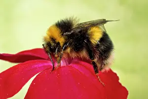 Bumblebees: Common Bumblebee - collecting pollen on Primula flower