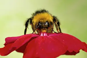 Bumblebees: Common Bumblebee - collecting pollen on red flower