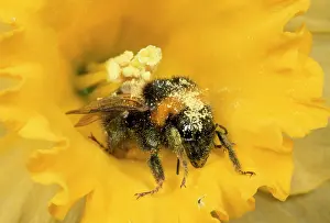 Bumblebees: Common Bumblebee - covered in pollen