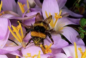 Bumblebees: Common Bumblebee - on Crocus flower collecting pollen