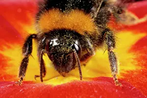 Bumblebees: Common Bumblebee - feeding in flower