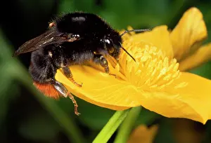 Lapidarius: Common Bumblebee - feeding in flower