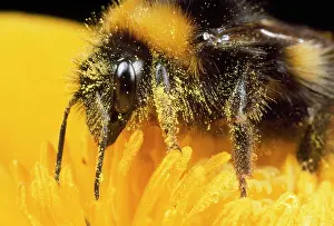 Bumblebees: Common Bumblebee - feeding on flower