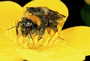Bumblebees: Common Bumblebee - feeding in flower