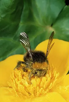 Bumblebees: Common Bumblebee - on Marsh Marigold, wildflower