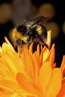 Bumblebees: Common Bumblebee - on orange flower
