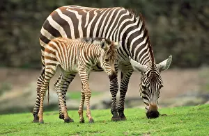 Burchell: Common / Burchell's / Plains Zebra - female with foal