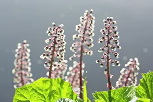 Hybridus: Common Butterbur
