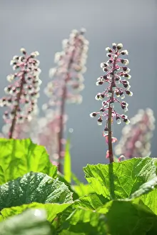 Hybridus: Common Butterbur