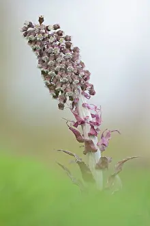 Hybridus: Common Butterbur (Petasites hybridus)