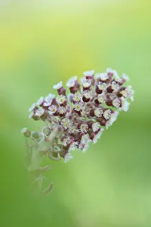 Hybridus: Common Butterbur (Petasites hybridus)