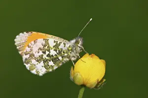 Anthocharis: Common Buttercup