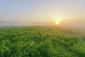 Buttercup: Common Buttercup