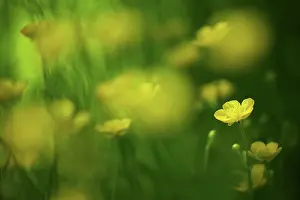 Stamens: Common Buttercup
