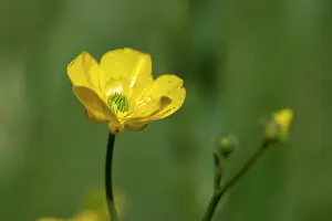 Buttercup: Common Buttercup