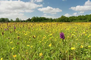 Drentsche: Common Buttercup