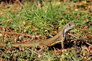 Khao: Common Butterfly lizard