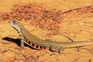 Khao: Common Butterfly Lizard