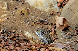 Khao: Common Butterfly Lizard