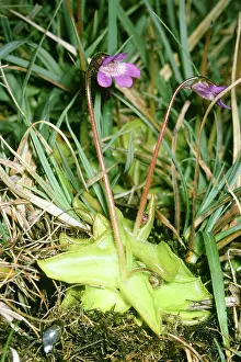 Butterwort: Common Butterwort