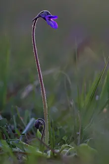Butterwort: Common Butterwort