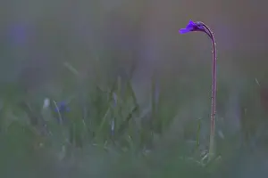 Butterwort: Common Butterwort