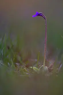 Butterwort: Common Butterwort
