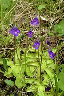 Butterwort: Common butterwort in flower, with insects on leaves