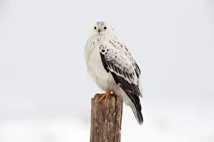 Morphs: Common Buzzard